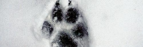 Siri_Wild's profile banner image