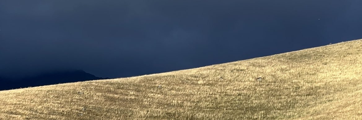 n_chebotar's profile banner image
