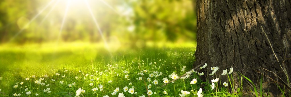 liana_bc's profile banner image