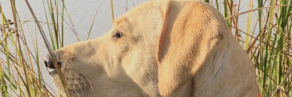 dawson1017's profile banner image