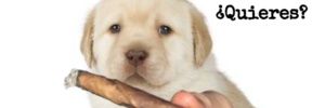 robertsousars's profile banner image