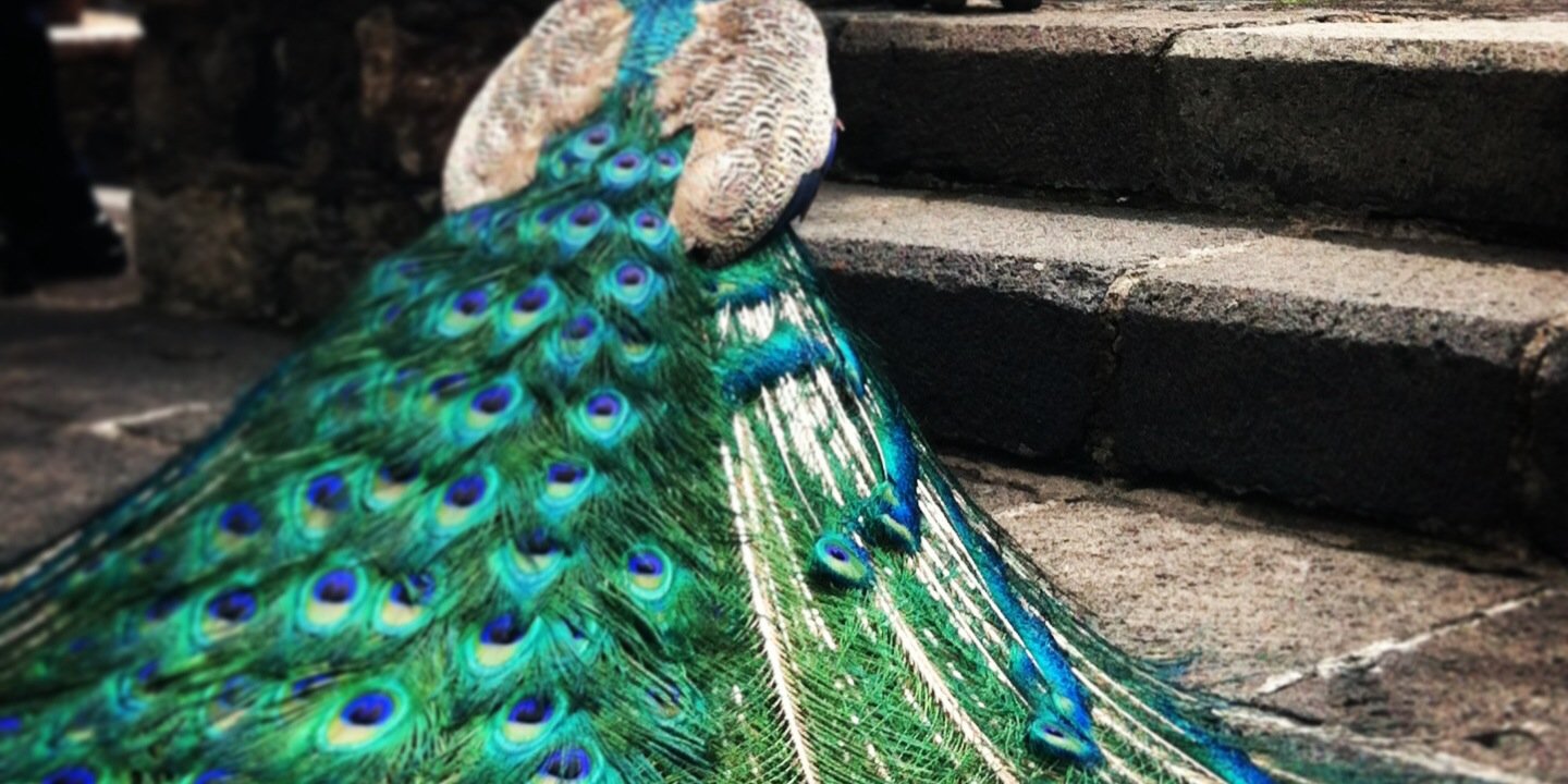 SenoraChavez's profile banner image