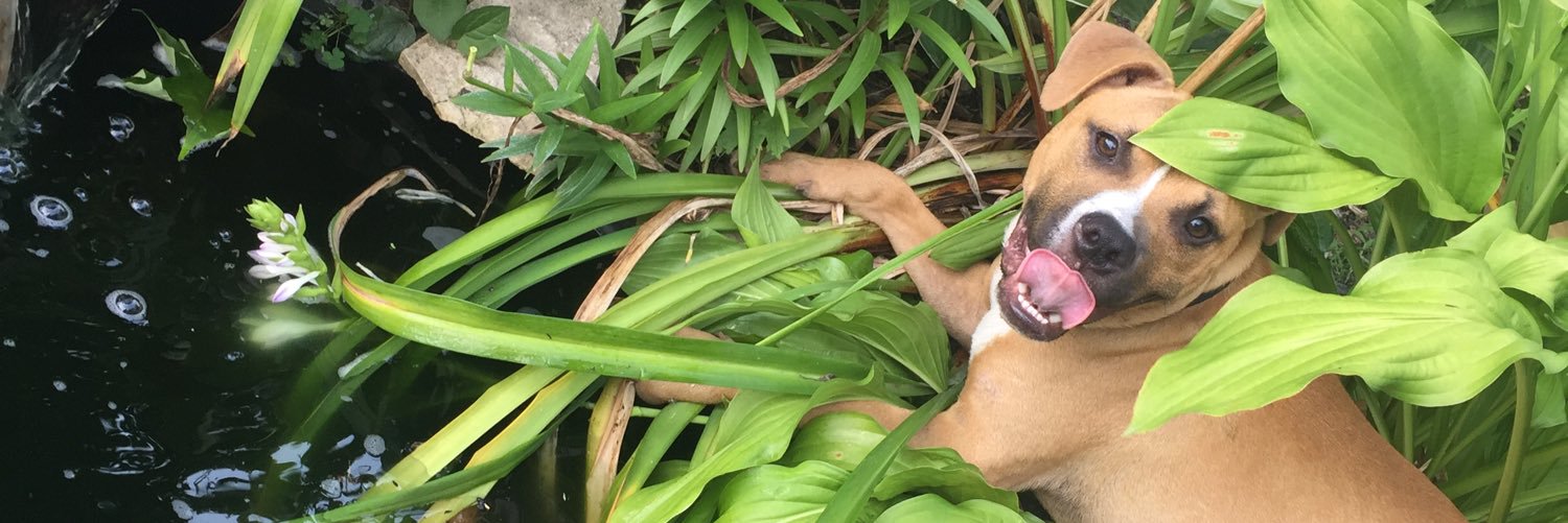LabisMason's profile banner image