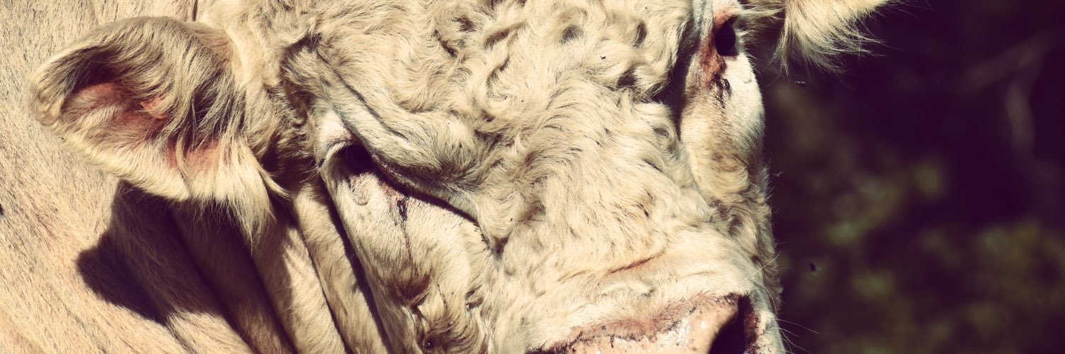 Steppler Andre banner