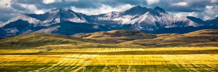 Colton Ness banner