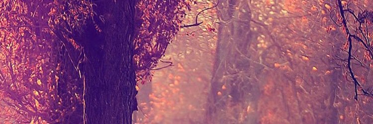 simsamsun's profile banner image
