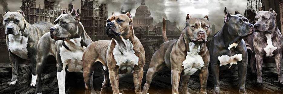 smartdogsrs's profile banner image