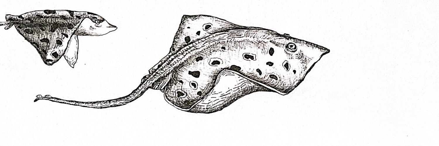 Button nose Illustration banner