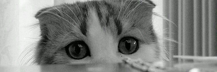 carolfmendes1's profile banner image