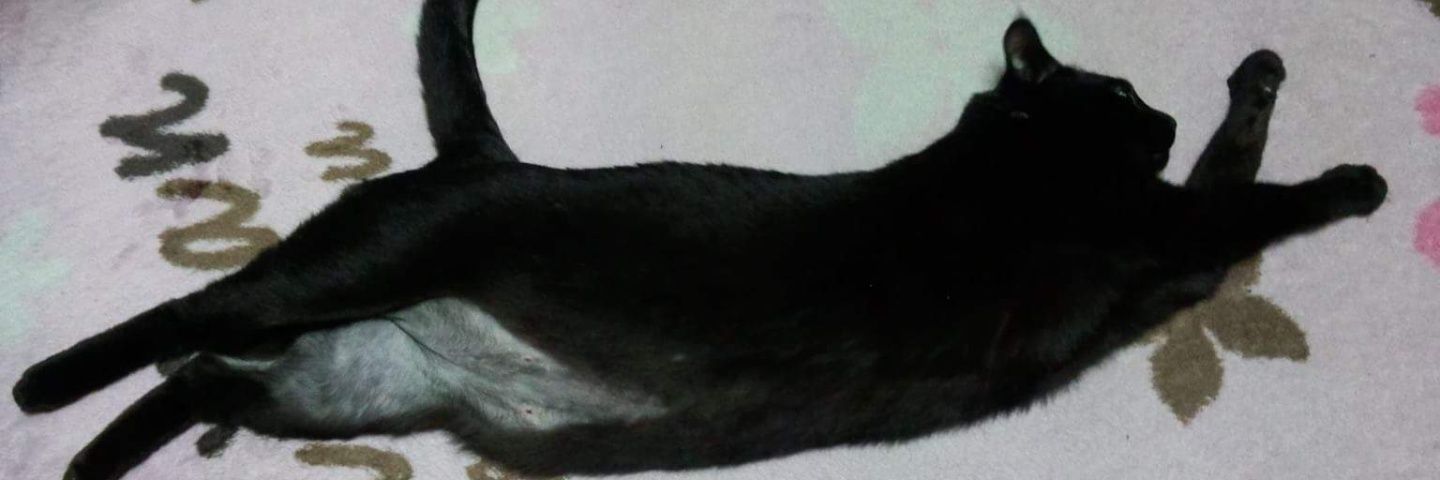 rika_t_0716's profile banner image