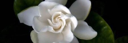 D60MrsJaffe's profile banner image