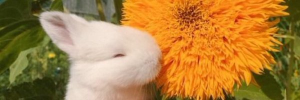 lilacisms Profile Banner