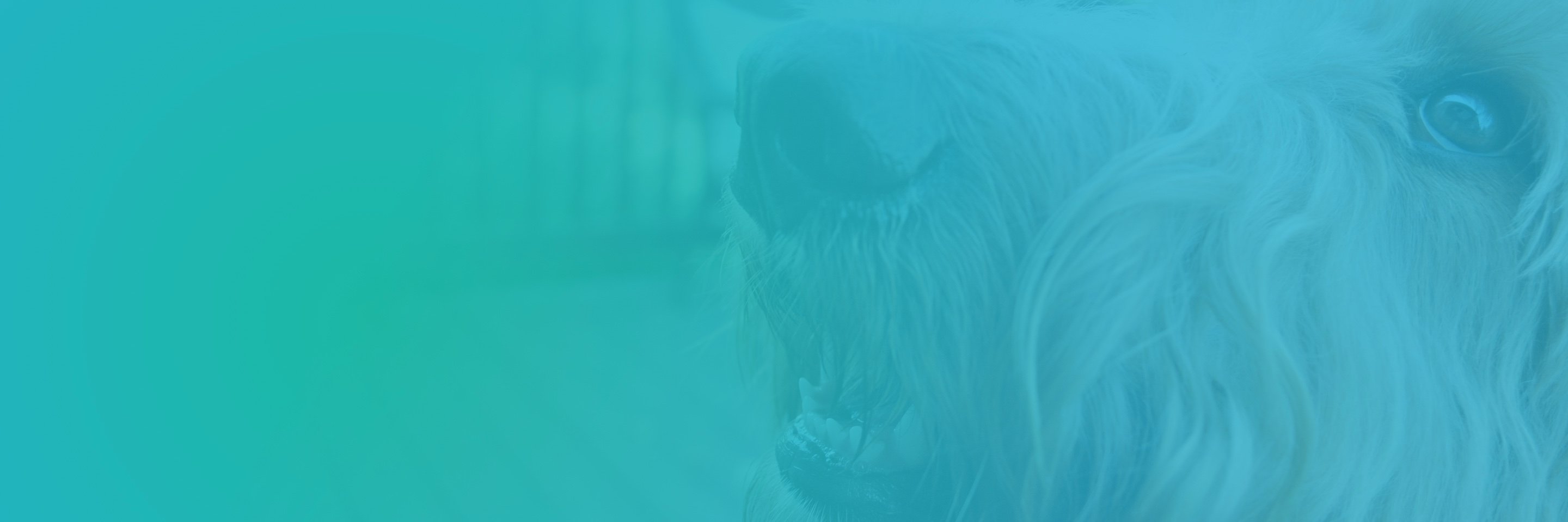 GetRoamingTails's profile banner image