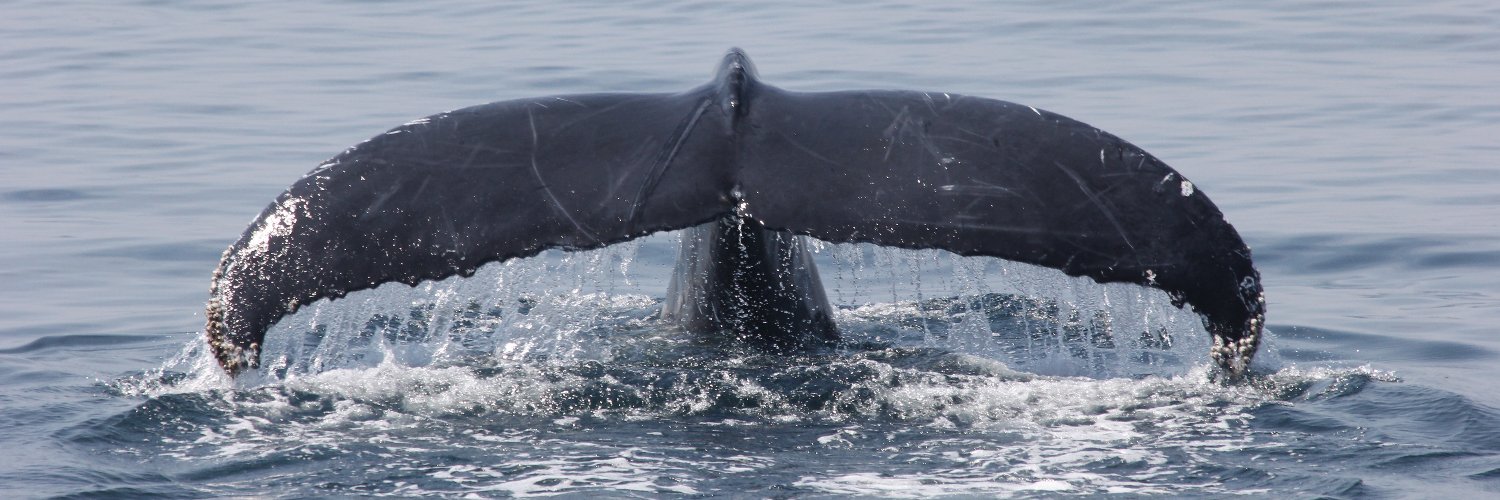 Blue Ocean Society banner