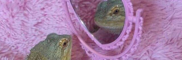 abbleavitt's profile banner image