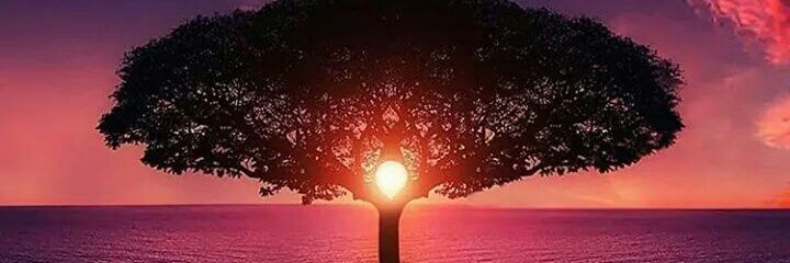 carol_eliass's profile banner image