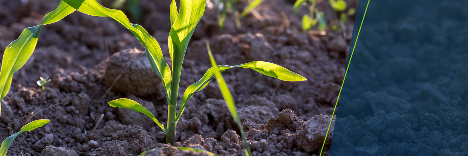 Bayer U.S. 🇺🇸 | Crop Science's banner