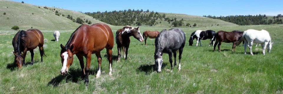 AffectiveEquine's profile banner image