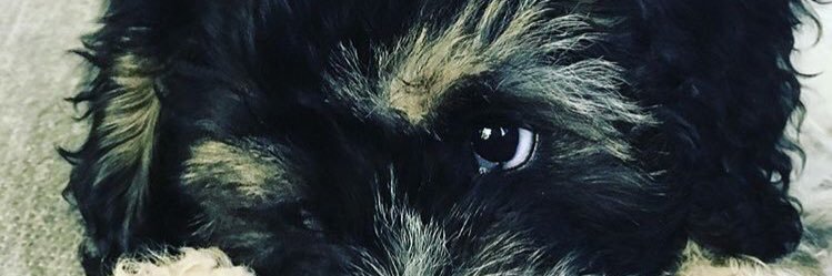 MissCaudwell's profile banner image