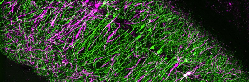 Michael S Bienkowski banner