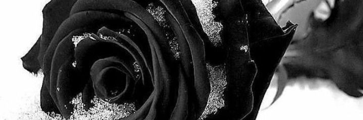 evildave4's profile banner image