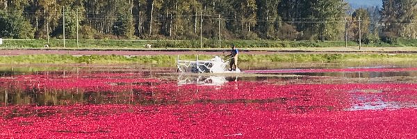 BCcranberries Profile Banner