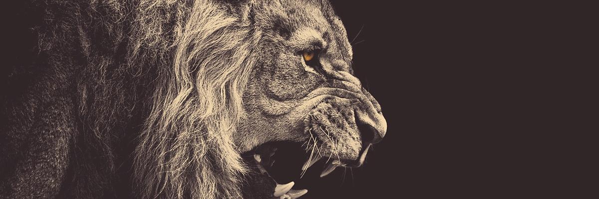 Sandro_MV's profile banner image