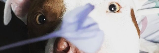 glendatrejo4's profile banner image