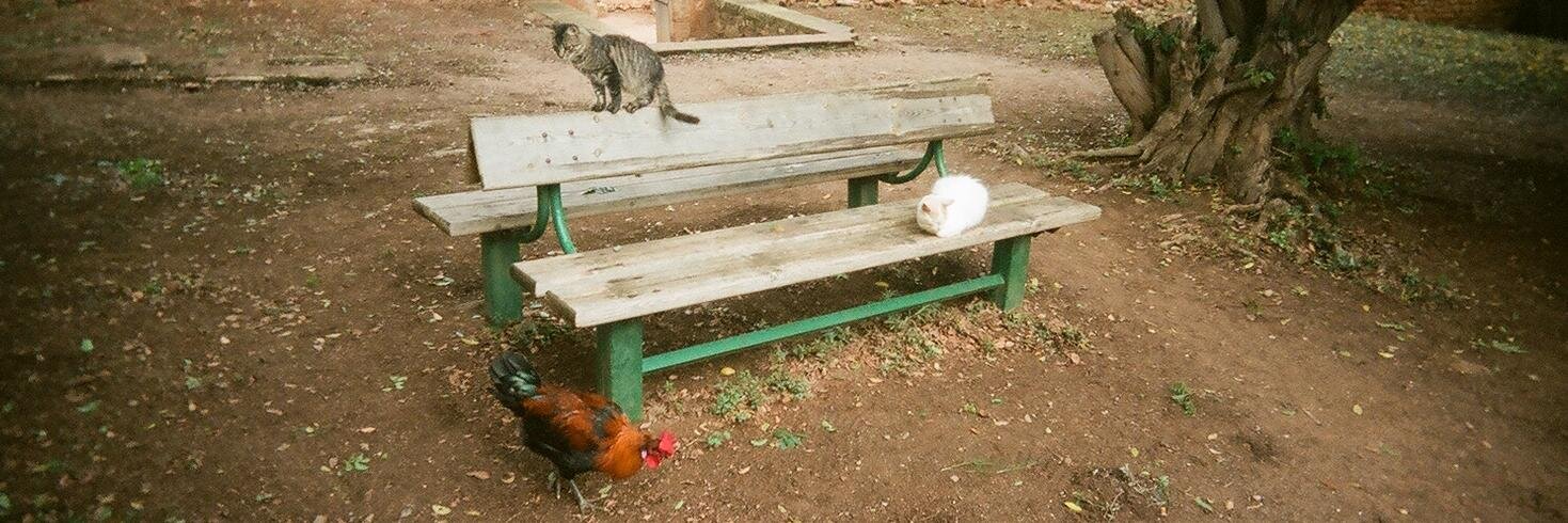 Good, Form & Spectacle banner