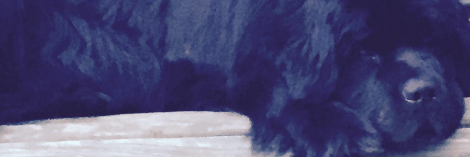 Christine LaMuraglia banner