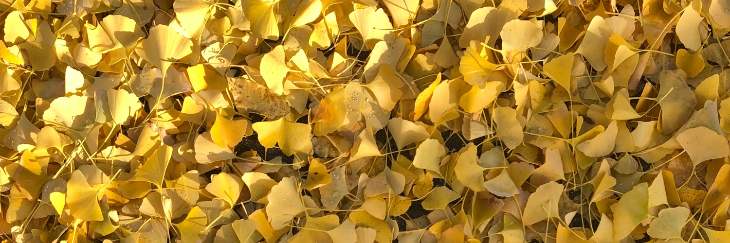 steph_lio's profile banner image