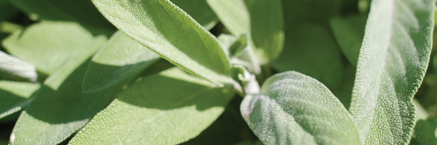 Oneka Elements banner