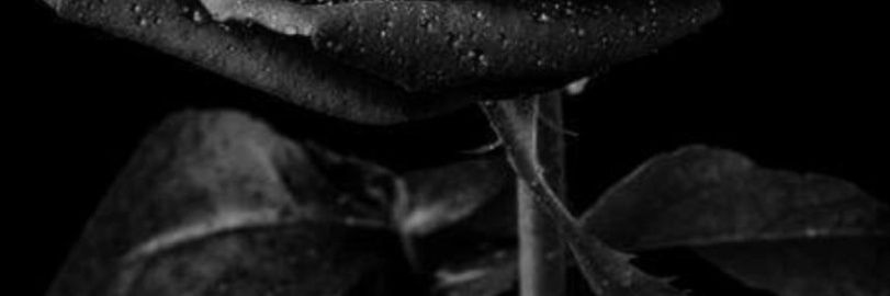 DenisseCaba's profile banner image