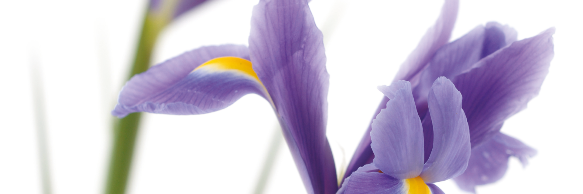 PerfectChoiceFP's profile banner image