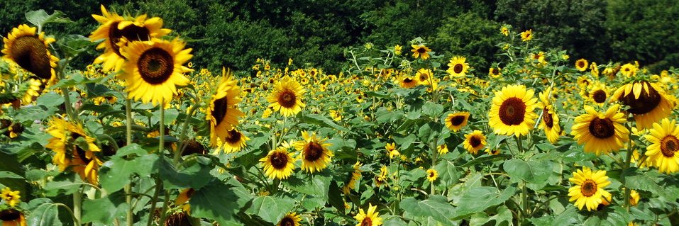 Brodie Kate 🌻 banner