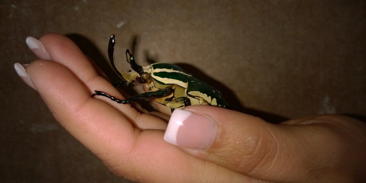 Miss_Coleoptera's profile banner image