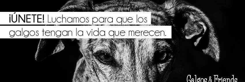 GalgosandFriend's profile banner image
