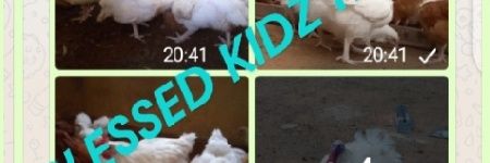 7f6cc1586eae442's profile banner image