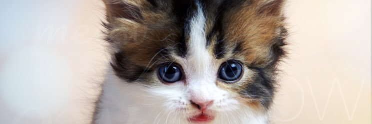 Arapadillat's profile banner image