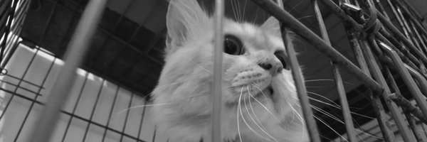 jiachaex_ Profile Banner