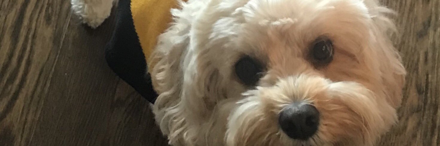 Stumaj's profile banner image