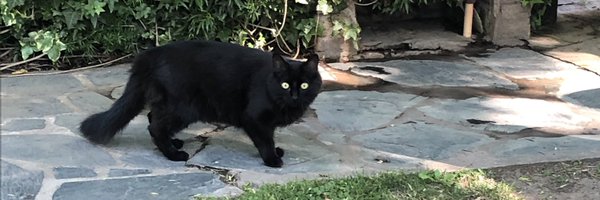 _jubsas Profile Banner