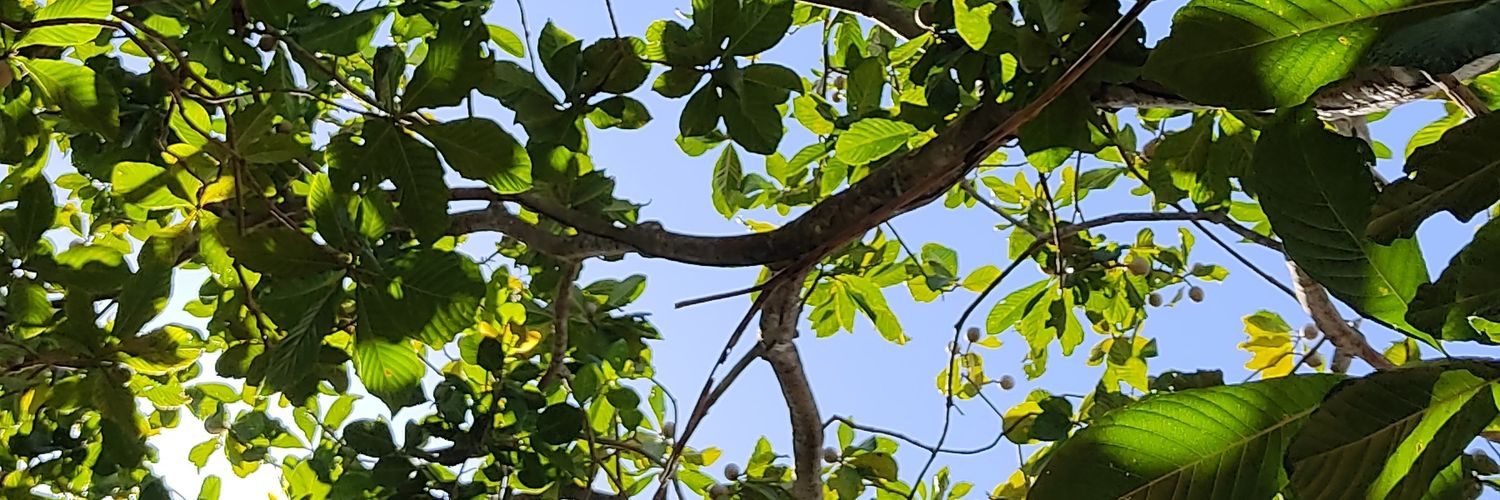 anthomonteron's profile banner image