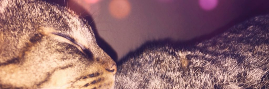 MadyGoodwin's profile banner image