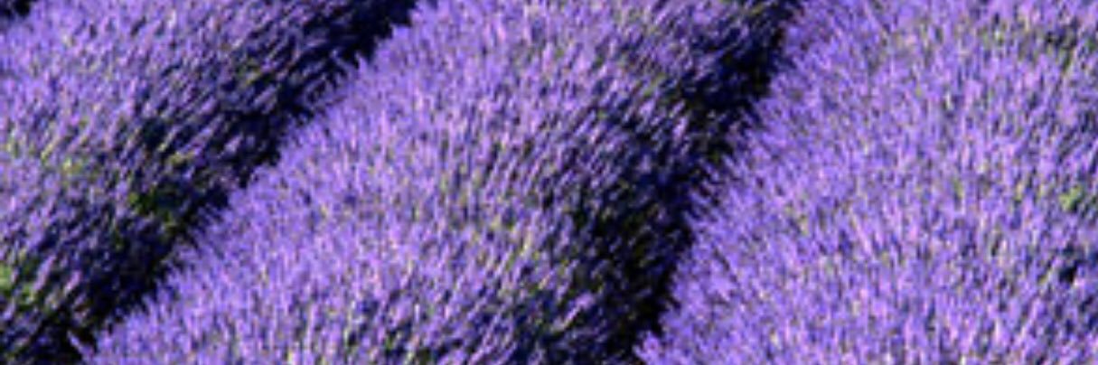 Maximadelreal's profile banner image