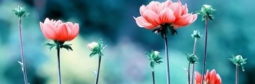 cuniikkk's profile banner image