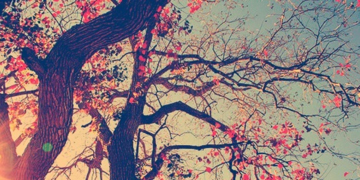 delfiloustalet's profile banner image
