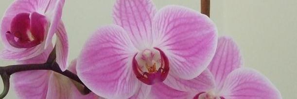 Duenna_M's profile banner image