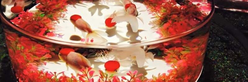10157222a's profile banner image