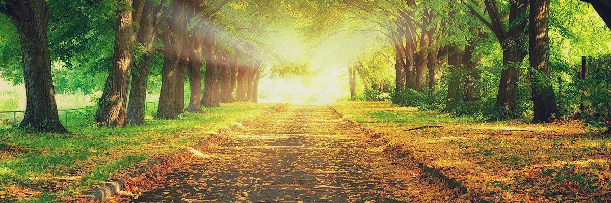 rayraythe1st's profile banner image